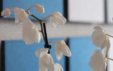 TwisterPlus akustikpaneler med filt på kontor (6)