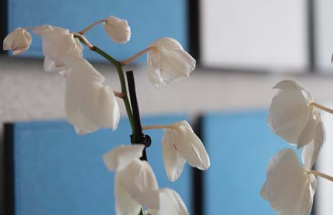 TwisterPlus akustikpaneler med filt på kontor (6)